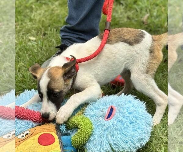 Medium Photo #4 Labrenees Puppy For Sale in Yardley, PA, USA