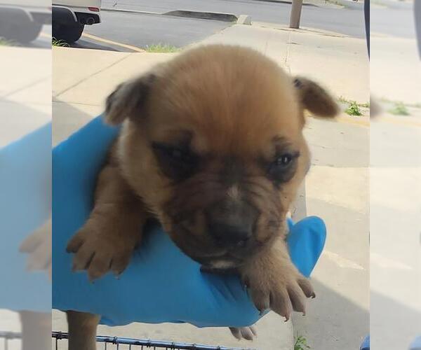 Medium Photo #1 Mutt Puppy For Sale in San Antonio, TX, USA