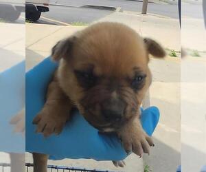 Mutt Dogs for adoption in San Antonio, TX, USA