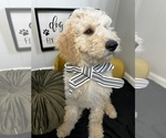 Small Photo #22 Goldendoodle Puppy For Sale in SAINT LOUIS, MO, USA