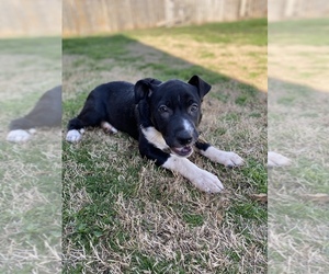 American Staffordshire Terrier-Siberian Husky Mix Puppy for Sale in MOORE, Oklahoma USA