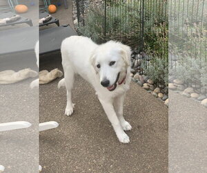 Mina - Female Great Pyrenees Dog for Adoption - Photo #3