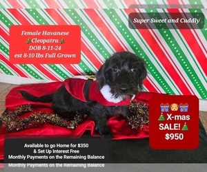 Havanese Puppy for sale in TUCSON, AZ, USA