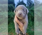 Small #3 Labrador Retriever