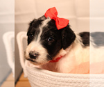 Puppy Red Collar Goldendoodle