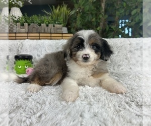 Aussiedoodle Miniature  Puppy for Sale in GREENFIELD, Indiana USA