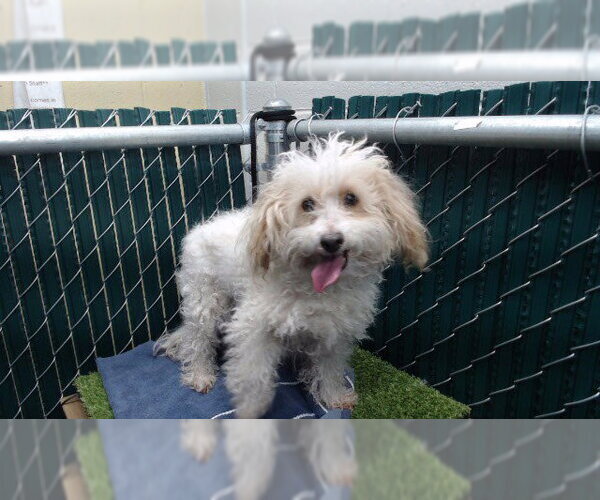 Medium Photo #1 Poodle (Miniature) Puppy For Sale in Downey, CA, USA