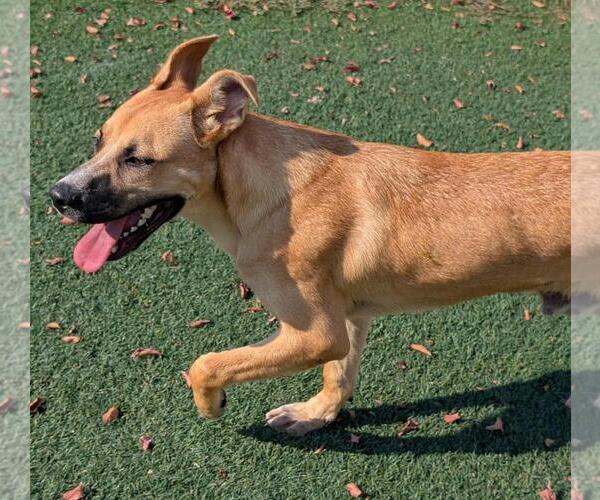 Medium Photo #3 Labrador Retriever-Unknown Mix Puppy For Sale in Rockwall, TX, USA