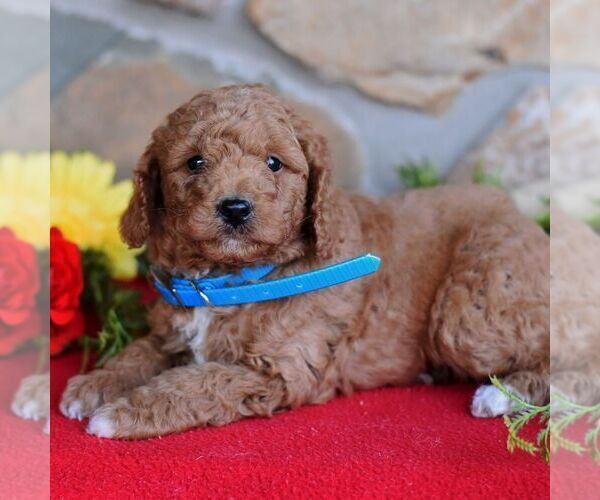 Medium Photo #1 Miniature Labradoodle Puppy For Sale in MILL HALL, PA, USA