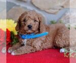 Small Photo #1 Miniature Labradoodle Puppy For Sale in MILL HALL, PA, USA