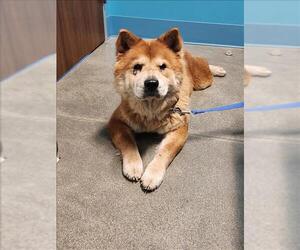 Chow Chow Dogs for adoption in Houston, TX, USA