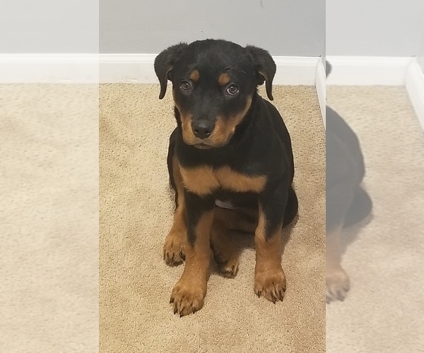 Medium Photo #1 Rottweiler Puppy For Sale in COTTLEVILLE, MO, USA