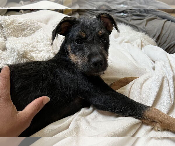 Medium Photo #3 Aussiedoodle Miniature  Puppy For Sale in Parker Ford, PA, USA