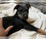 Small #2 Aussiedoodle Miniature 