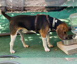 Small #2 Beagle