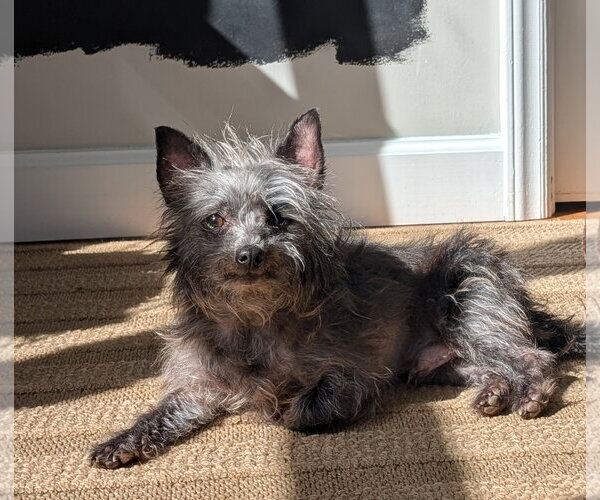 Medium Photo #7 Chihuahua Puppy For Sale in Cary, NC, USA