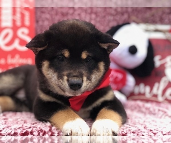 Medium Photo #2 Shiba Inu Puppy For Sale in CLAY, PA, USA
