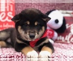 Small Photo #2 Shiba Inu Puppy For Sale in CLAY, PA, USA