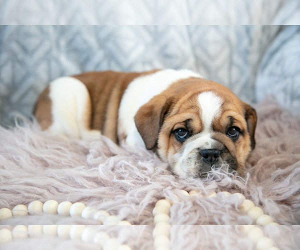 Medium Photo #15 Beabull Puppy For Sale in MILLERSBURG, OH, USA