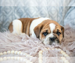 Small Photo #15 Beabull Puppy For Sale in MILLERSBURG, OH, USA