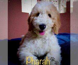 Goldendoodle Puppy for Sale in BRANDON, Florida USA