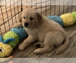Small Photo #20 Golden Retriever Puppy For Sale in WILM, NC, USA