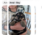 Small #1 Great Pyrenees-Rottweiler Mix