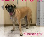 Small Mastiff