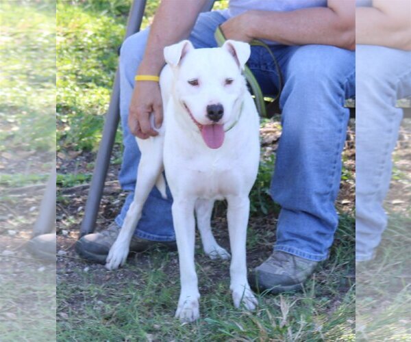 Medium Photo #1 American Bulldog Puppy For Sale in Bandera, TX, USA