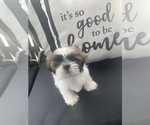 Small Photo #9 Shih Tzu Puppy For Sale in FORT WORTH, TX, USA