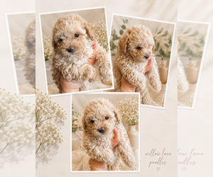Poodle (Toy) Puppy for sale in MOUNT SOLON, VA, USA