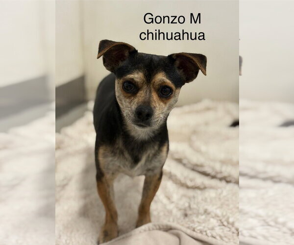 Medium Photo #1 Chihuahua Puppy For Sale in Studio City, CA, USA