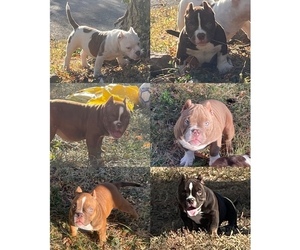 American Bully Litter for sale in TOPEKA, KS, USA