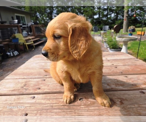 Medium Photo #2 Golden Retriever Puppy For Sale in LEON, KS, USA