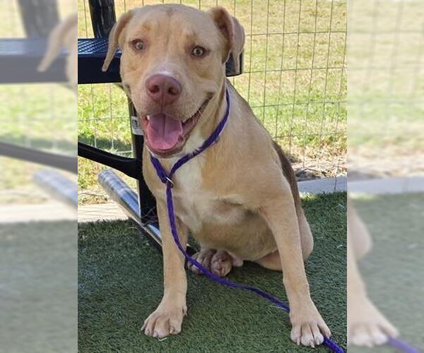 Medium Photo #2 Labrador Retriever Puppy For Sale in Houston, TX, USA