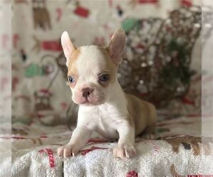 French Bulldog Puppy for sale in MIAMI, FL, USA