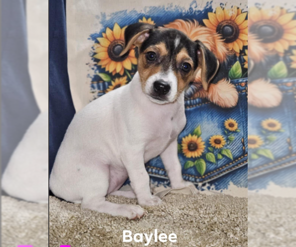Medium Photo #1 Chihuahua-Unknown Mix Puppy For Sale in Cranston, RI, USA