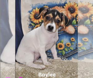Chihuahua-Unknown Mix Dogs for adoption in Cranston, RI, USA