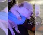 Small Photo #7 American Bully Puppy For Sale in WALLINGFORD, CT, USA