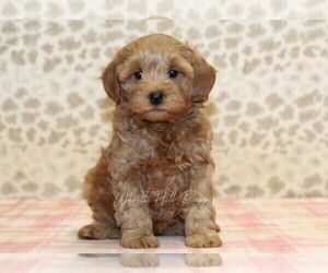 Cavapoo Puppy for sale in DENVER, PA, USA
