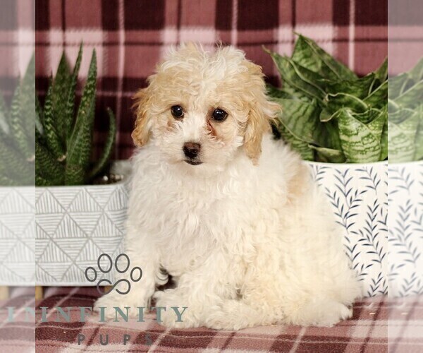 Medium Photo #1 Cavapoo Puppy For Sale in PARADISE, PA, USA