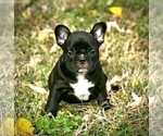 Puppy Lulu French Bulldog