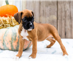 Puppy Betzey Boxer