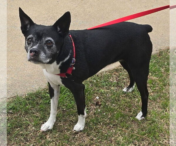 Medium Photo #3 Brat Puppy For Sale in Alexander, AR, USA