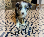 Puppy Girl 1 Australian Shepherd