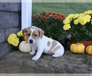 Jack Russell Terrier Puppy for sale in MILLERSBURG, OH, USA
