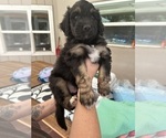 Small Photo #62 Aussiedoodle Puppy For Sale in LONGWOOD, FL, USA