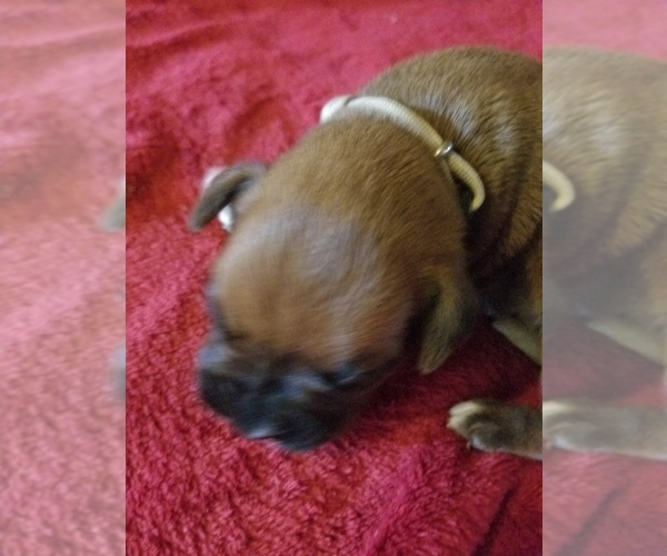 Medium Photo #6 Boxer Puppy For Sale in METROPOLIS, IL, USA