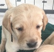 Small Photo #7 Golden Labrador Puppy For Sale in FAYETTEVILLE, GA, USA