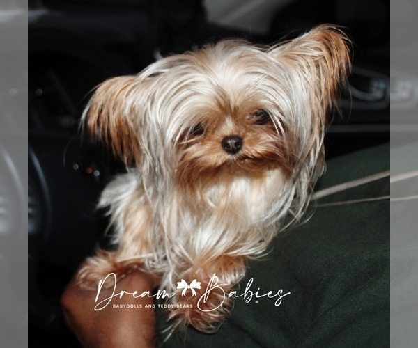 Medium Photo #1 Yorkshire Terrier Puppy For Sale in PFLUGERVILLE, TX, USA